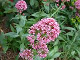 Kentranthus ruber (Valerian)